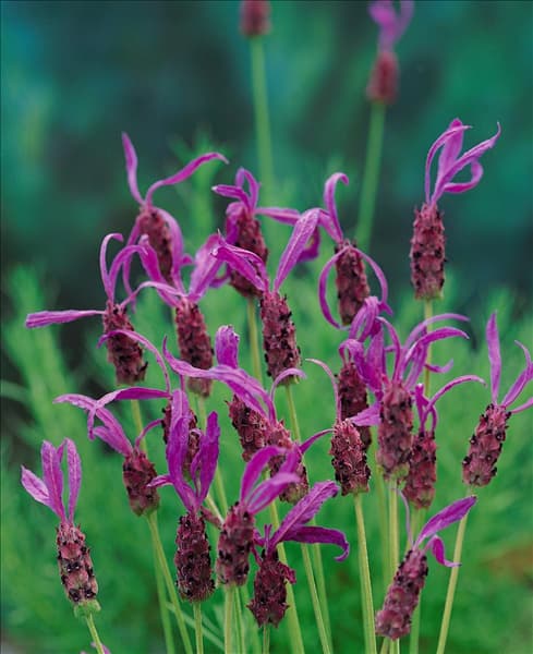 LAVANDULA BUTTERFLY