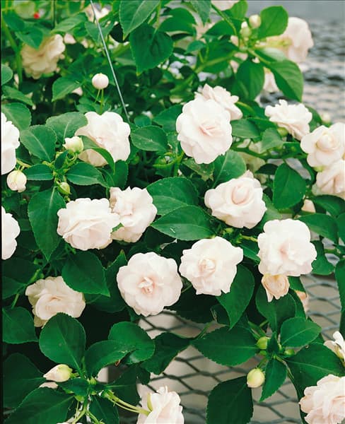 Impatiens walleriana Fiesta White