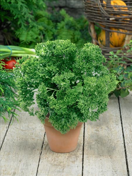 Petroselinum crispum var. crispum Grüne Perle