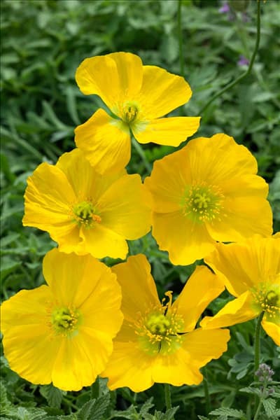 Papaver nudicaule Summer Breeze Yellow