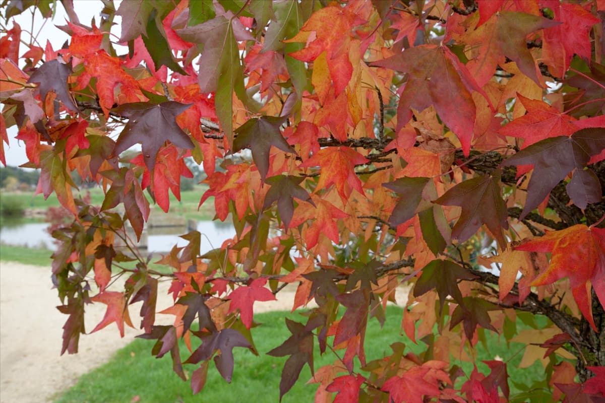Liquidambar styraciflua
