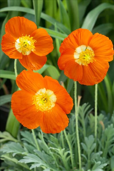 Papaver nudicaule Summer Breeze Orange