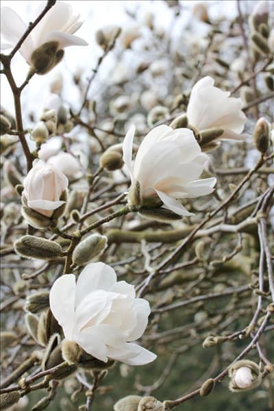 Magnolia x loebneri Merrill