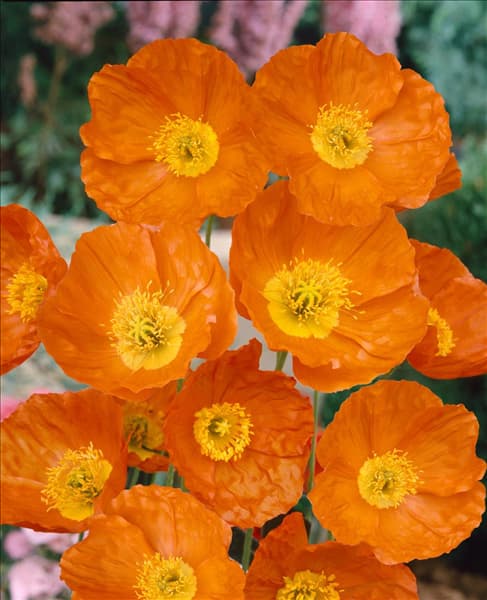 Papaver nudicaule orange