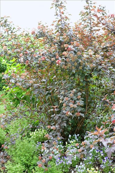 Physocarpus opulifolius