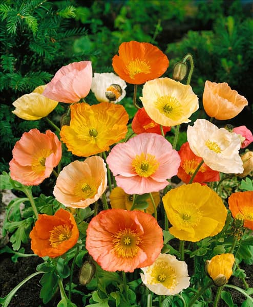 PAPAVER NUDICAULE / MIX (ICELAND POPPY)