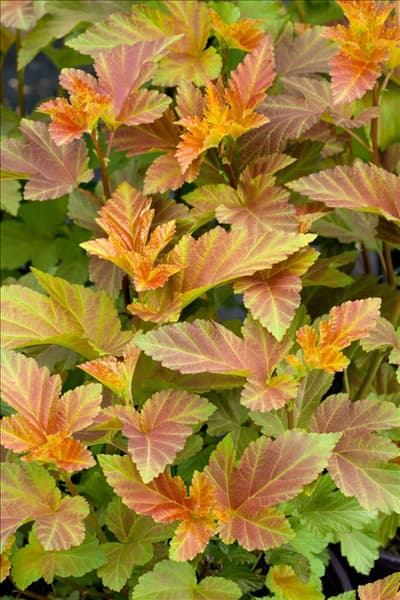 Physocarpus opulifolius Amber Jubilee