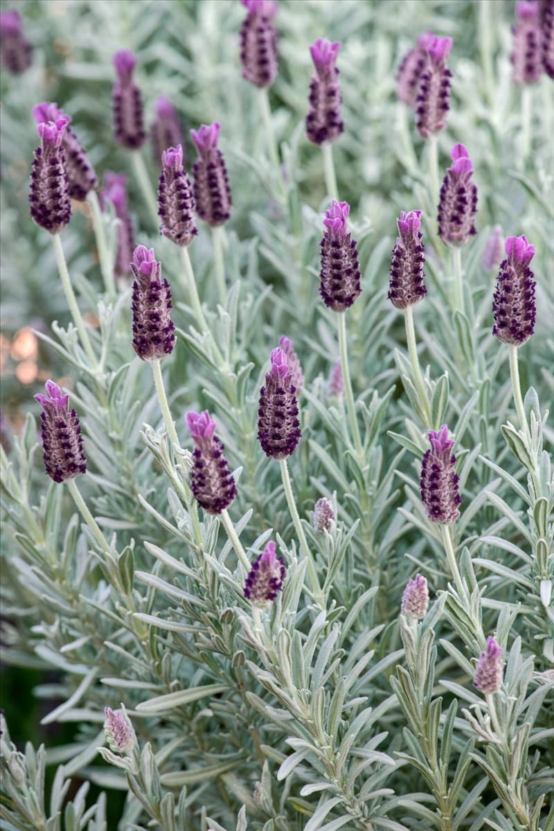 Lavandula stoechas Silver Anouk