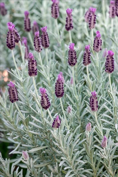 Lavandula stoechas Silver Anouk