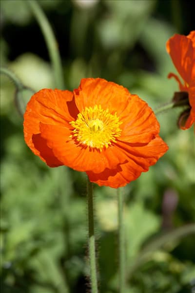 Papaver nudicaule Wonderland Orange