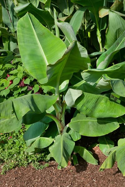 Musa acuminata Dwarf Cavendish