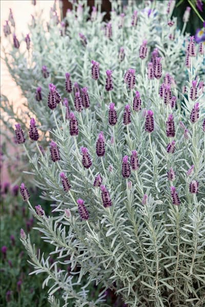 Lavandula stoechas Silver Anouk