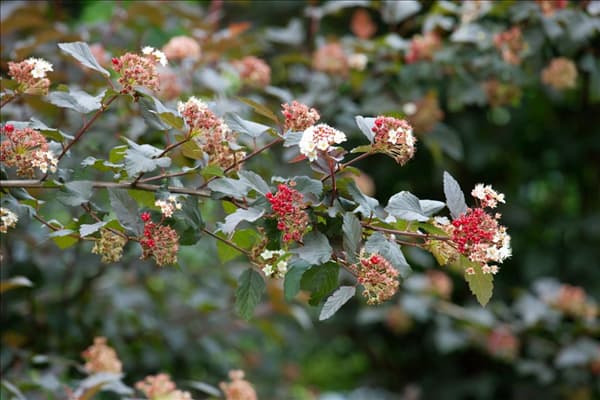 Physocarpus opulifolius