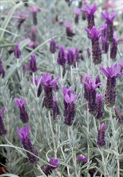 Lavandula stoechas Silver Anouk