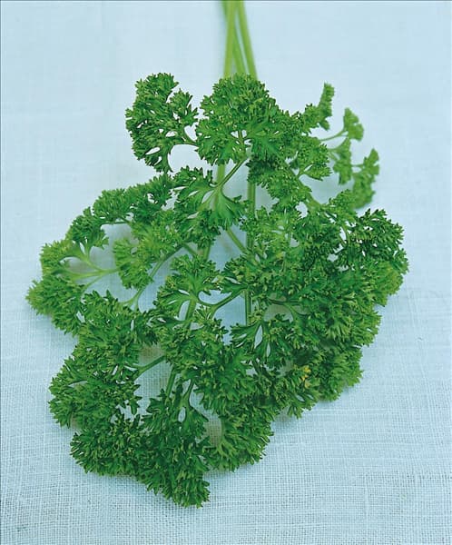 Petroselinum var. crispum Mooskrause