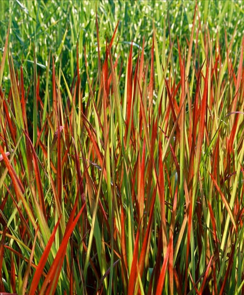 Imperata cylindrica Red Baron
