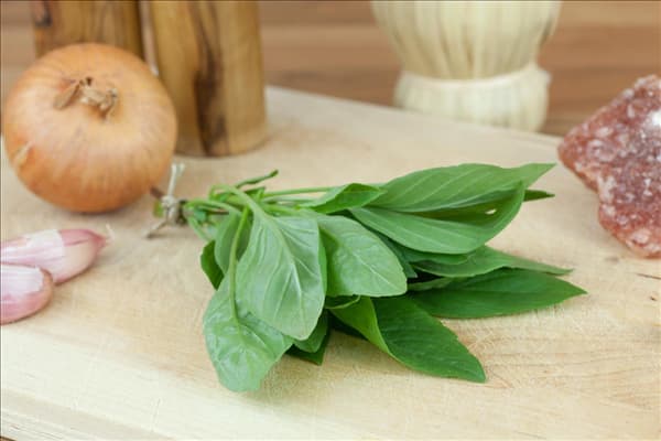 Ocimum basilicum Thai