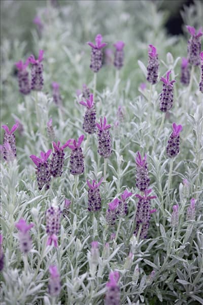 Lavandula Silver Anouk