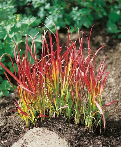 Imperata cylindrica Red Baron