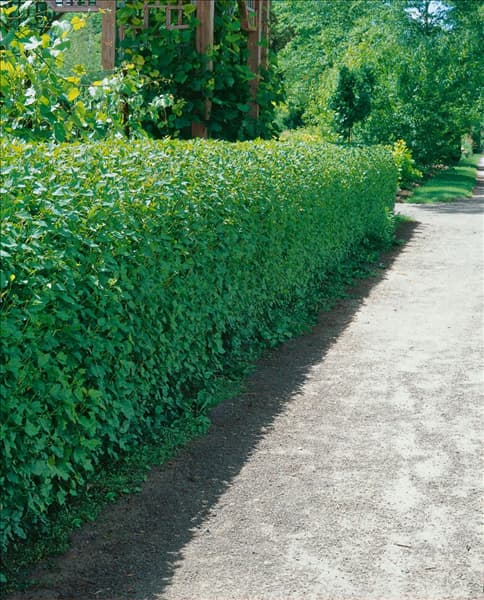 Physocarpus opulifolius