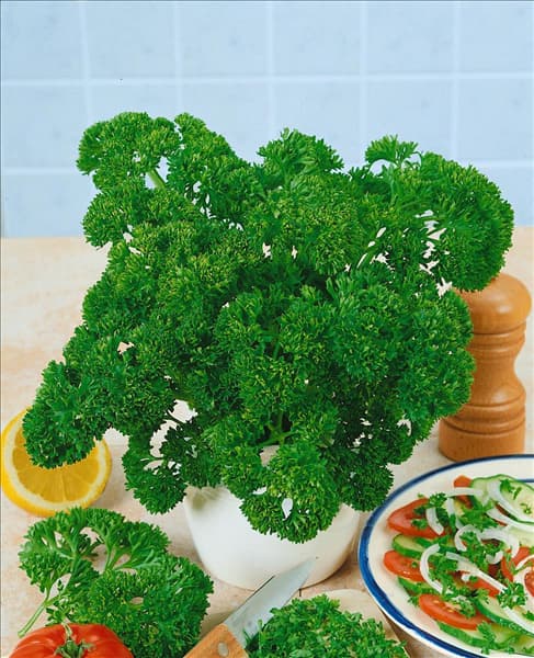 Petroselinum var. crispum Mooskrause