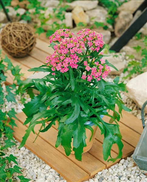 Kalanchoe African Queen Pink