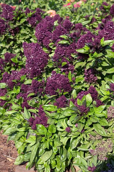 Ocimum basilicum Thai