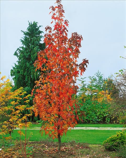 Liquidambar styraciflua Andrew Hewson