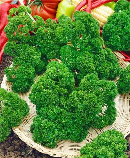 PETROSELINUM MOOSKRAUSE