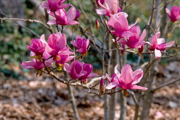 Magnolia x soulangeana Alexandrina