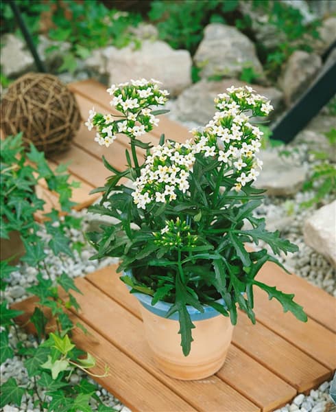 Kalanchoe African Queen White