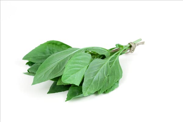 Ocimum basilicum Thai