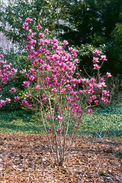 Magnolia x soulangeana Alexandrina