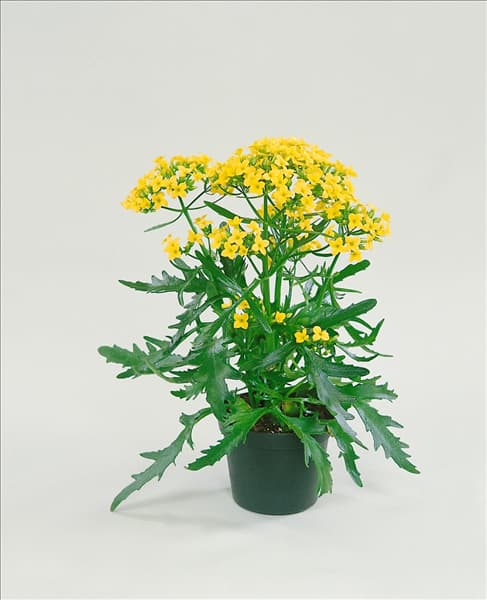 Kalanchoe African Queen Yellow