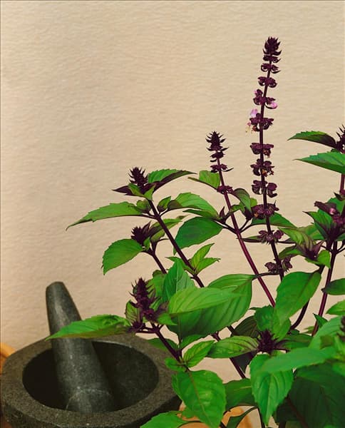 Ocimum basilicum Sweet Thai