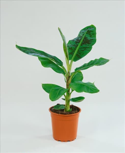 Ensete ventricosum