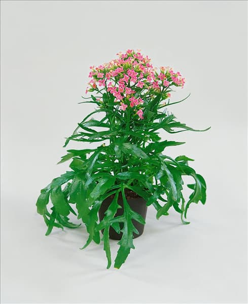Kalanchoe African Queen Pink