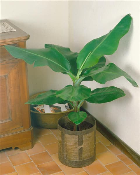 Ensete ventricosum