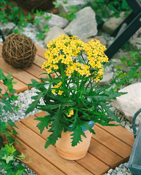 Kalanchoe African Queen Yellow