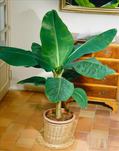 Ensete ventricosum