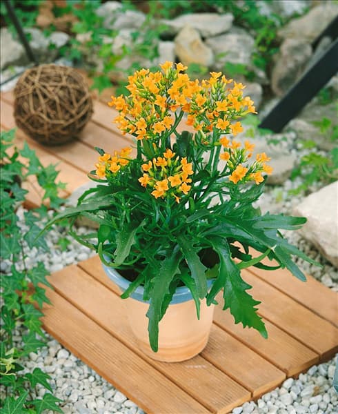Kalanchoe African Queen Salmon