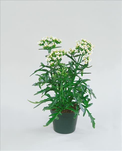 Kalanchoe African Queen White