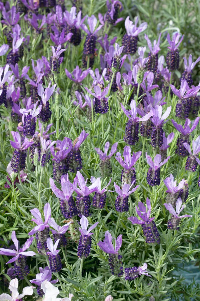 Lavandula stoechas Madrid Purple