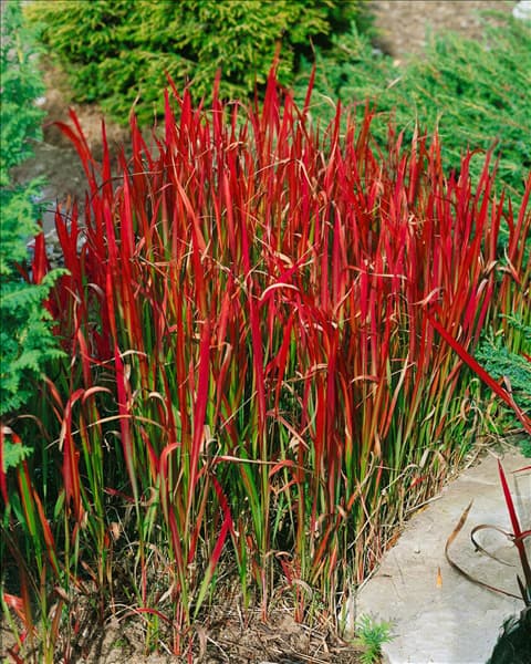 IMPERATA CYLINDRICA RED BARON