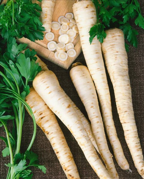 Petroselinum crispum subsp. tuberosum