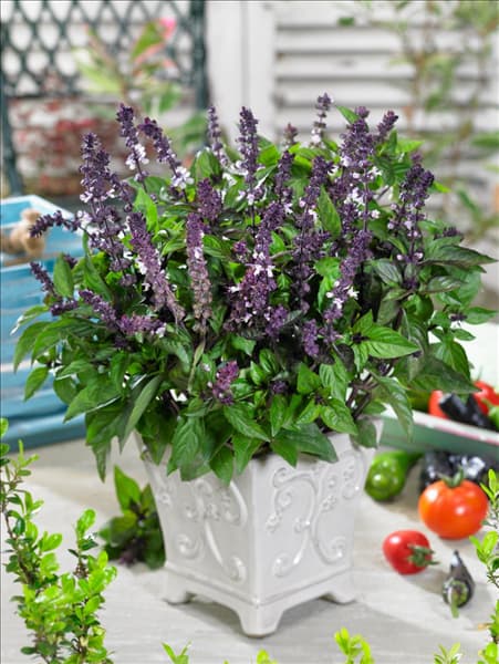 Ocimum basilicum Orientale