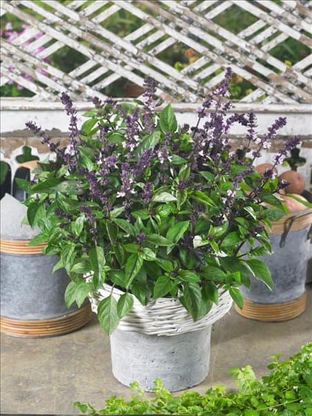Ocimum basilicum Orientale