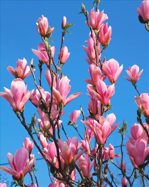 Magnolia Heaven Scent