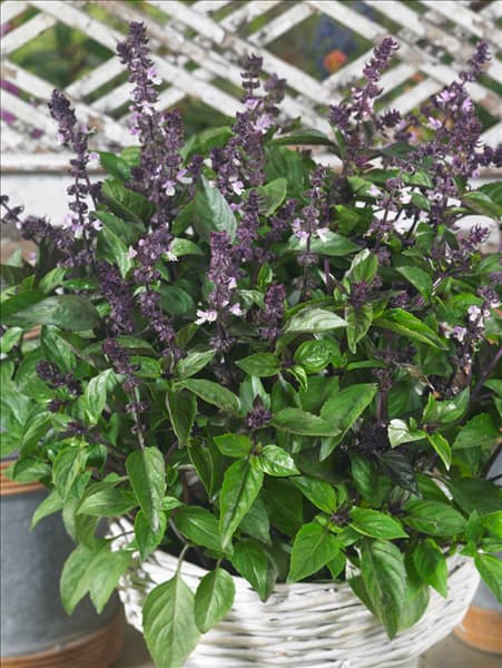Ocimum basilicum Orientale