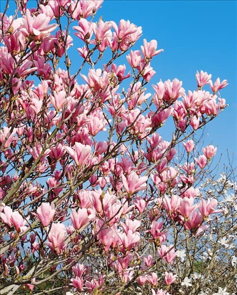 MAGNOLIA HEAVEN SCENT
